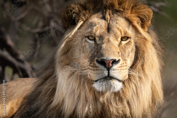 Fototapeta Lion portrait - King of the African savannah - Wild and free, this big cat seen on a safari nature adventure in South Africa