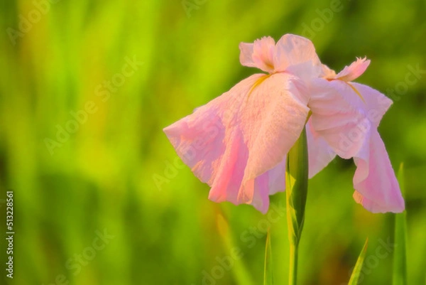 Obraz 美しいピンクの花しょうぶ