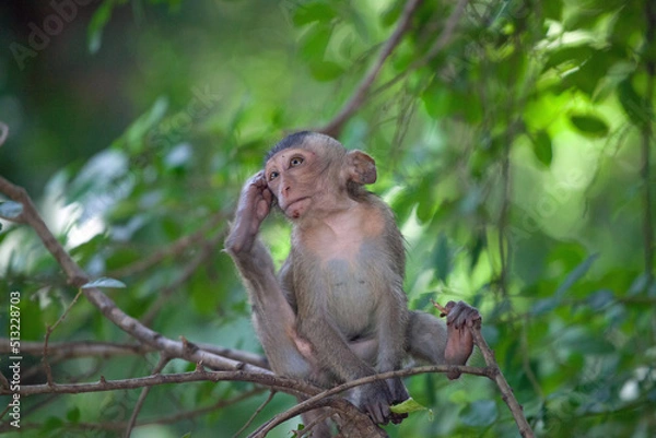 Fototapeta 可愛いサル
