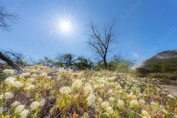 Obraz お花と太陽