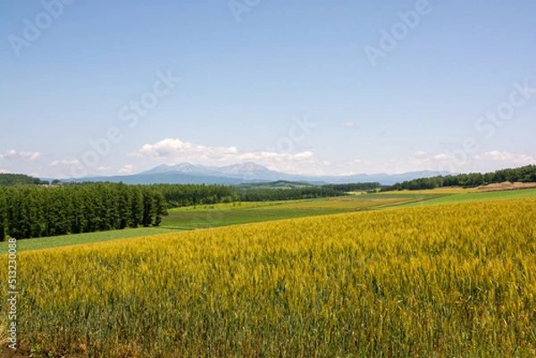 Fototapeta 夏の緑の畑作地帯と山並み　大雪山
