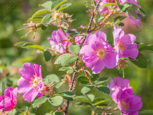 Obraz Alaskan Wild Rose, Prickly Rose, Rosa Acicularis