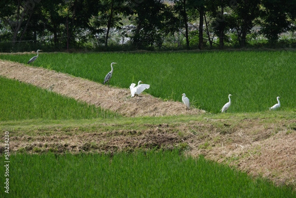 Fototapeta 田んぼの白い鳥