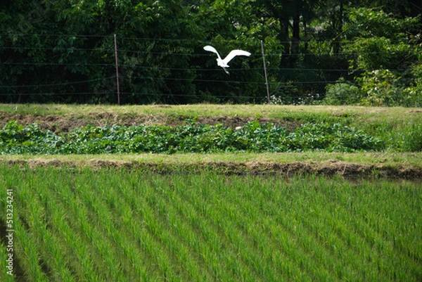 Fototapeta 田んぼから羽ばたくサギ