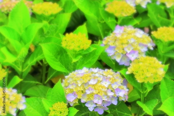 Obraz 爽やかな薄紫の紫陽花