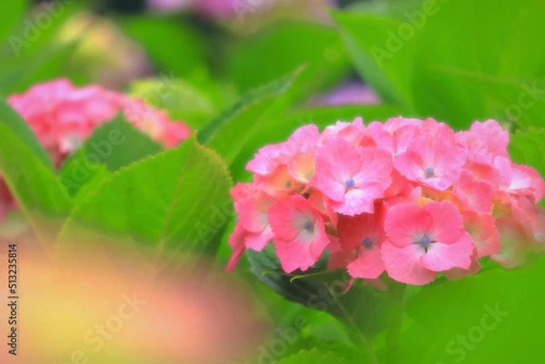 Obraz 鮮やかなピンクの紫陽花の花
