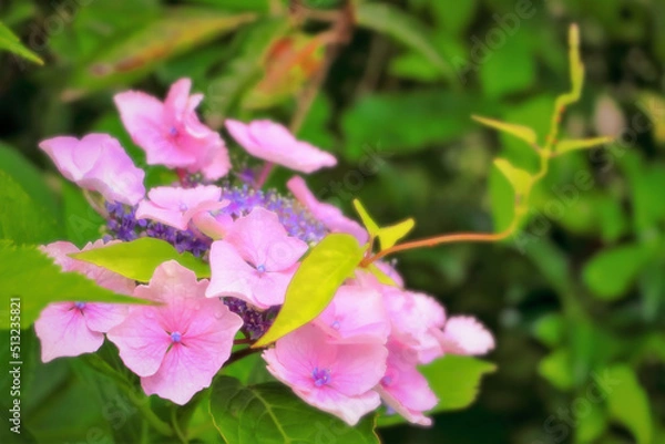 Obraz 新緑と爽やかな紫陽花の花