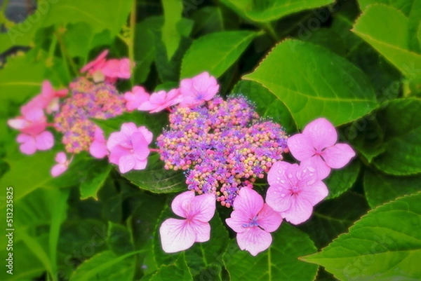 Obraz 新緑と爽やかな紫陽花の花