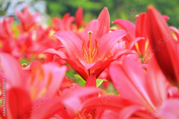 Obraz 華やかな赤い百合の花