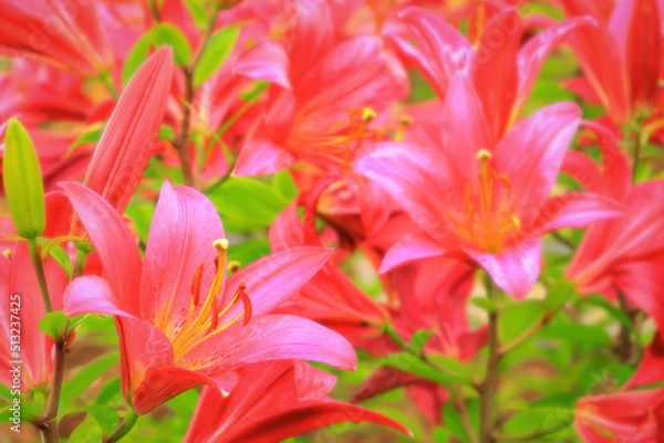 Obraz 華やかな赤い百合の花