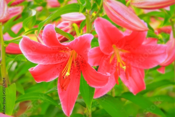 Obraz 華やかな赤い百合の花