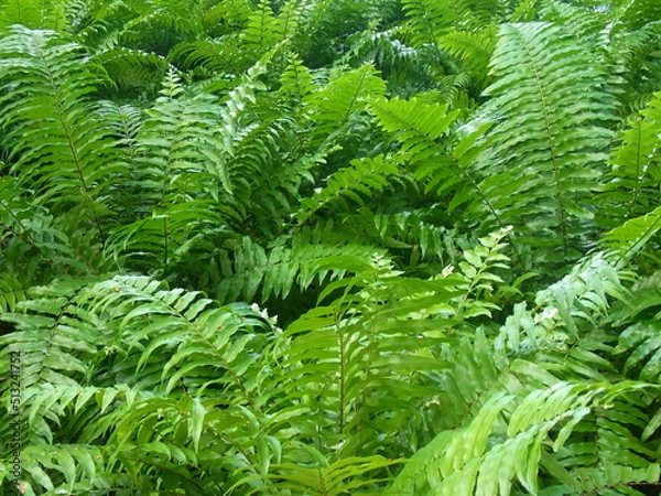 Obraz fern leaves