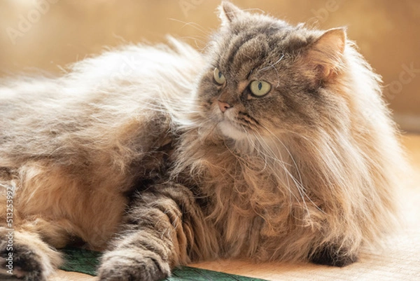 Obraz くつろぐ猫