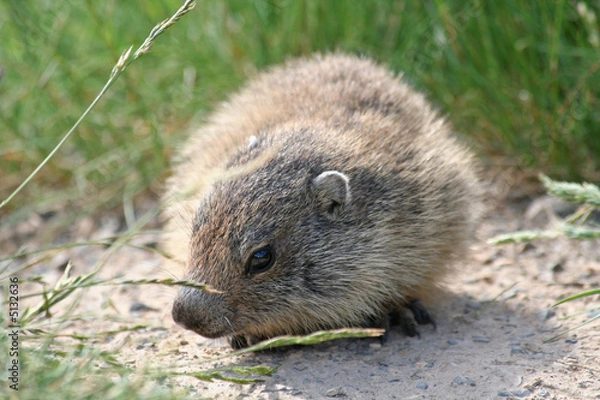 Fototapeta Bébé marmotte