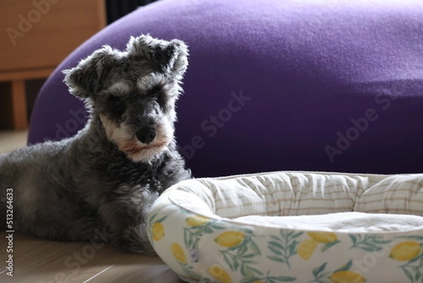 Obraz ベッドではなく床に寝そべるミニチュアシュナウザー