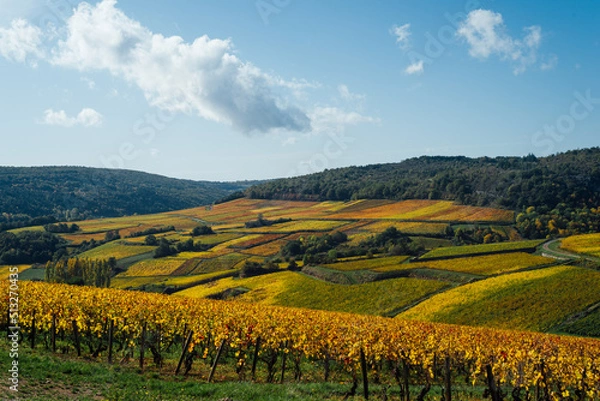 Fototapeta un paysage de vignoble automnal. Des vignes en automne. La Côte-d'Or en automne. La Bourgogne et ses vignes dorées pendant l'automne. Des collines couvertes de vignes en automne. Le temps des vendange