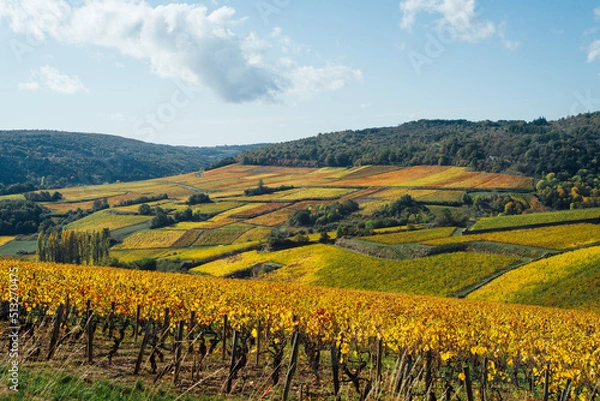 Fototapeta un paysage de vignoble automnal. Des vignes en automne. La Côte-d'Or en automne. La Bourgogne et ses vignes dorées pendant l'automne. Des collines couvertes de vignes en automne. Le temps des vendange