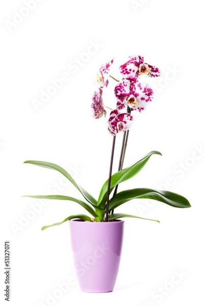 Obraz Orchidee
