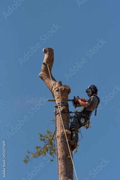 Obraz Hampshire, England, UK. 2022. Tree surgeon felling a Scots Pine tree