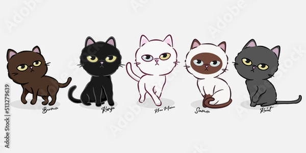 Obraz Thai cartoon cat set with simple design. This collection of five cat breeds, the most beautiful cats in Thailand. Vector illustration on the background. Cute style design for cards, posters, all prin