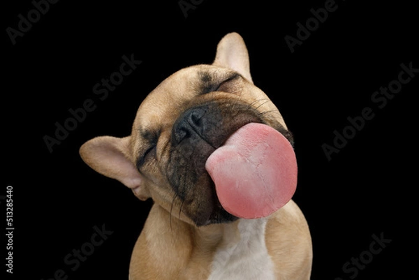 Fototapeta Funny portrait of French bulldog licking screen with enjoyment on isolated black background, front view