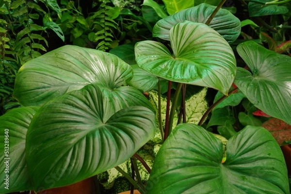 Fototapeta Homalomena rubescens