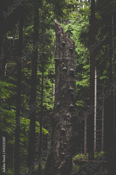 Obraz Old tree in deep forest