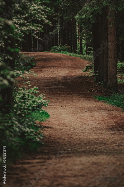 Obraz path in the woods