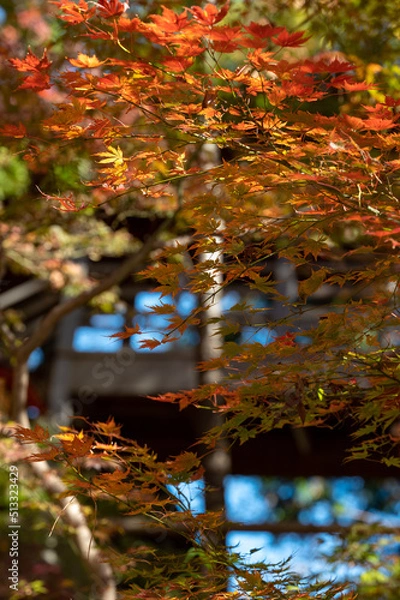 Fototapeta 色づく季節