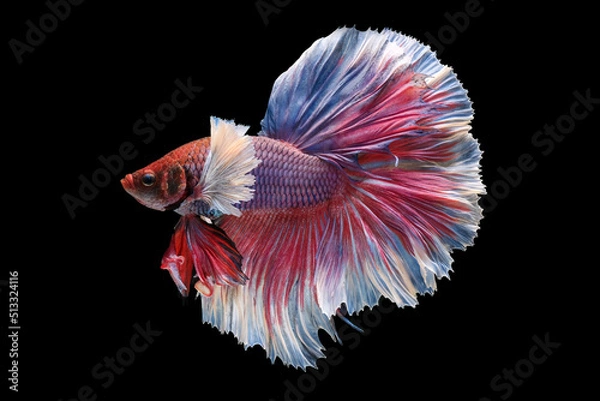 Fototapeta White and red dumbo betta fish, Fancy Halfmoon Betta, Betta splendens Pla-kad (biting fish), Rhythmic of Betta fish isolated on black background.