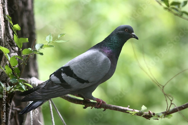 Obraz portrait of a indian pigeon sitting on tree branch in the park
