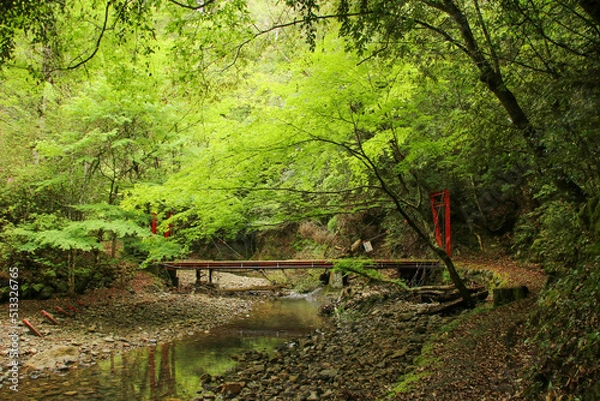 Fototapeta 愛媛県西予市　桂川渓谷の風景
