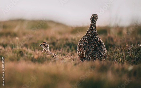 Obraz pheasant in the grass