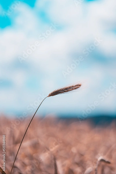 Obraz Getreide im Wind