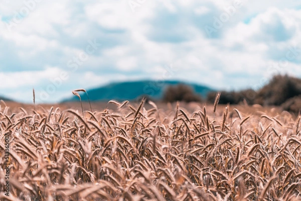 Obraz Kornfeld in der Vulkaneifel