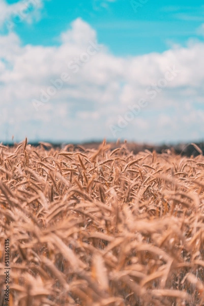 Obraz Kornfeld in der Eifel