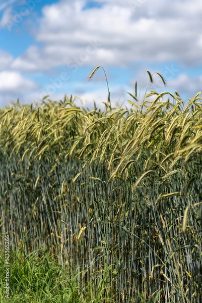 Obraz Kornfeld in der Ukraine Sommer