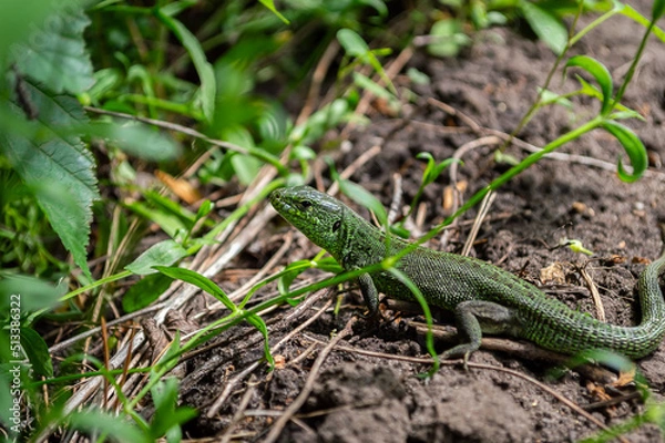 Obraz Green lizard among the grass