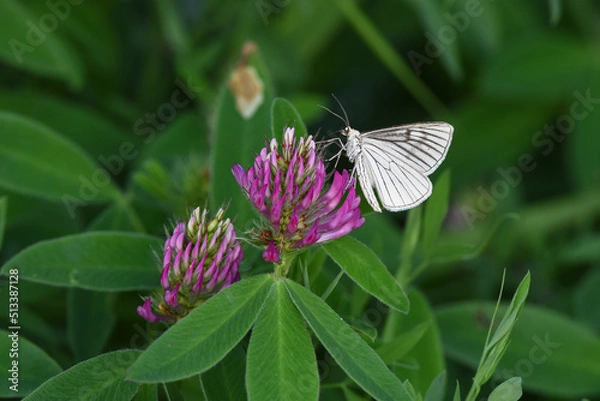 Obraz Cabbage butterfly
