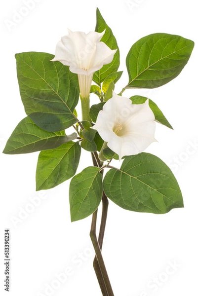Obraz datura flower