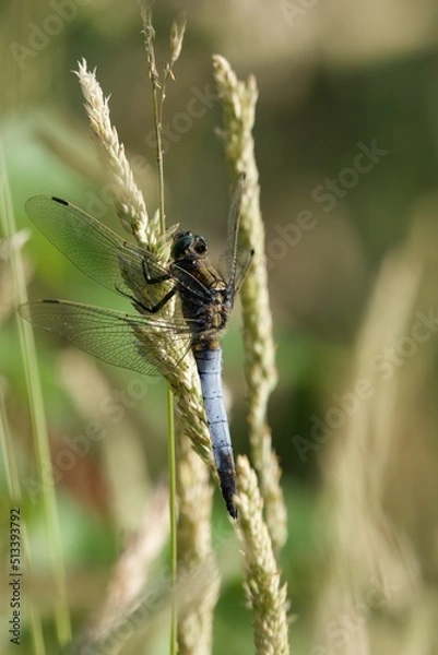 Obraz dragonfly on a twig