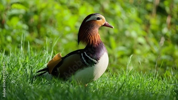 Obraz Mandarin duck in the grass