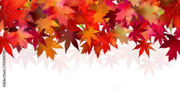 Fototapeta 紅葉　もみじ　秋　背景