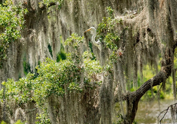 Fototapeta Egret Keeping Watch