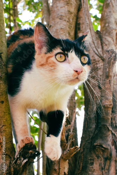 Obraz cat in the tree