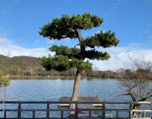 Obraz 池のほとりに佇む一本の松