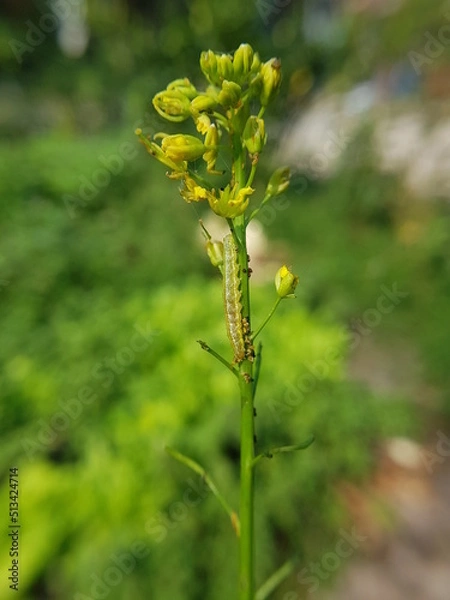 Fototapeta beet armyworm injured on green mustard flower in VietNam.