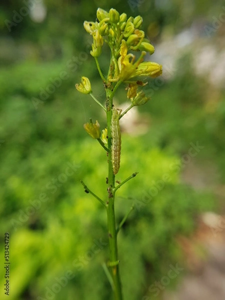Fototapeta beet armyworm injured on green mustard flower in VietNam.