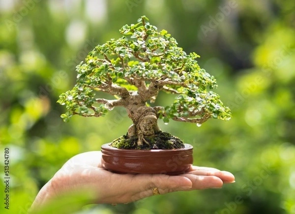 Fototapeta Asian woman's hand holding a little bonsai plant that is growing in a brown pot in a natural setting that is highlighted by the sun's orange rising rays. planting bonsai trees in a garden