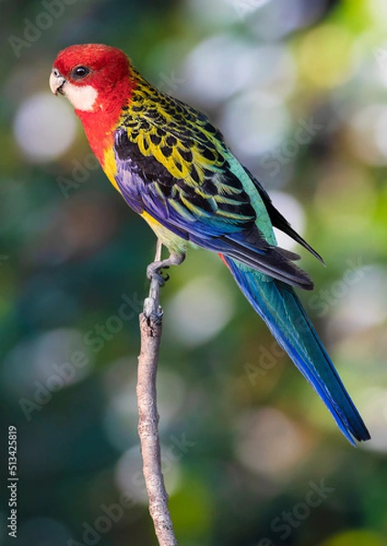 Obraz Eastern Rosella